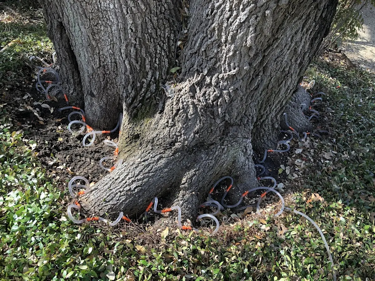 Detailed Tree Cabling and Bracing job site in Westmoreland City